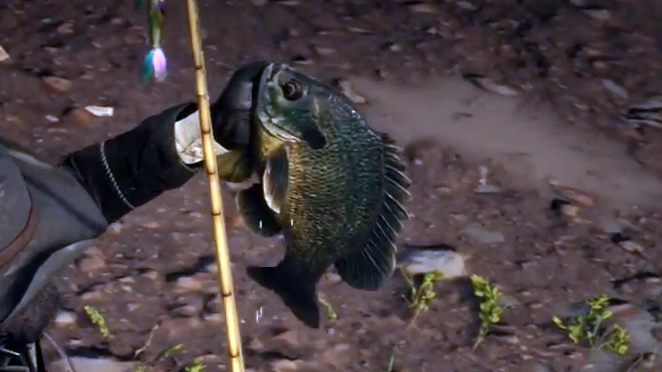 Red Dead Redemption 2 Legendary Bluegill