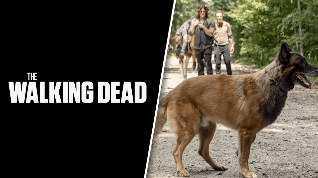 The Walking Dead Season 11 Does the Dog Die